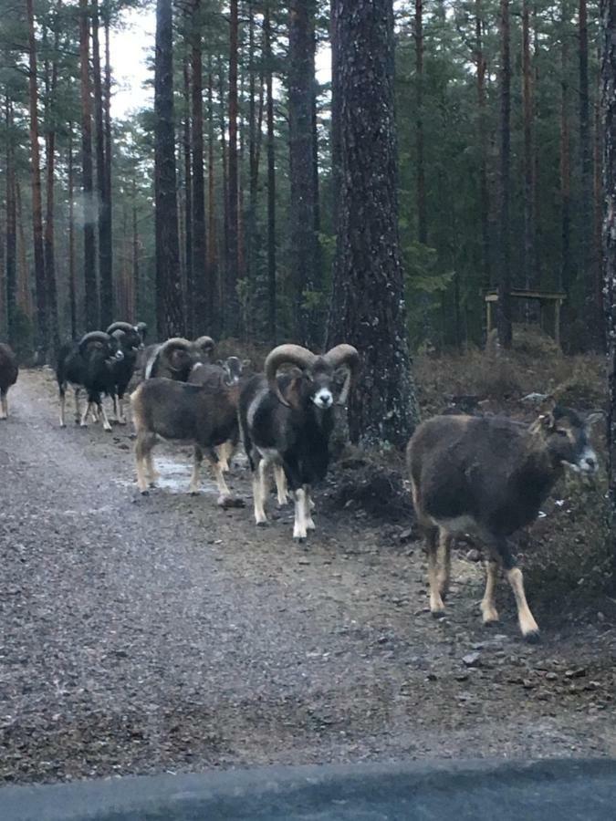 Cozy House In Kosta Center Surrounding With Swedish Nature エクステリア 写真